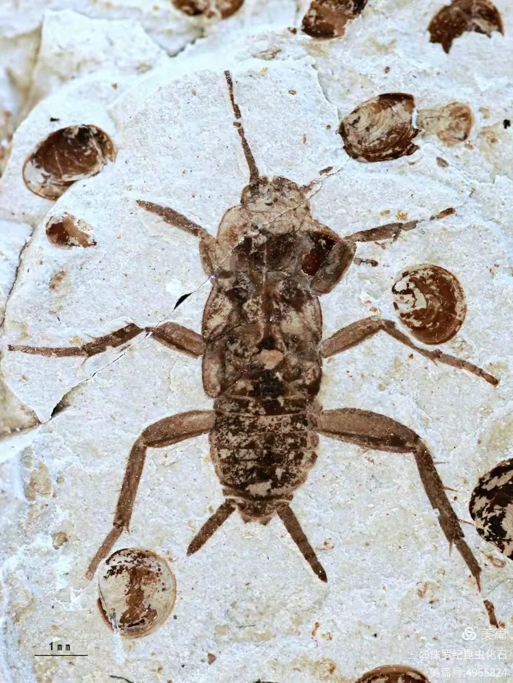 科普知识昆虫化石二之蟑螂目